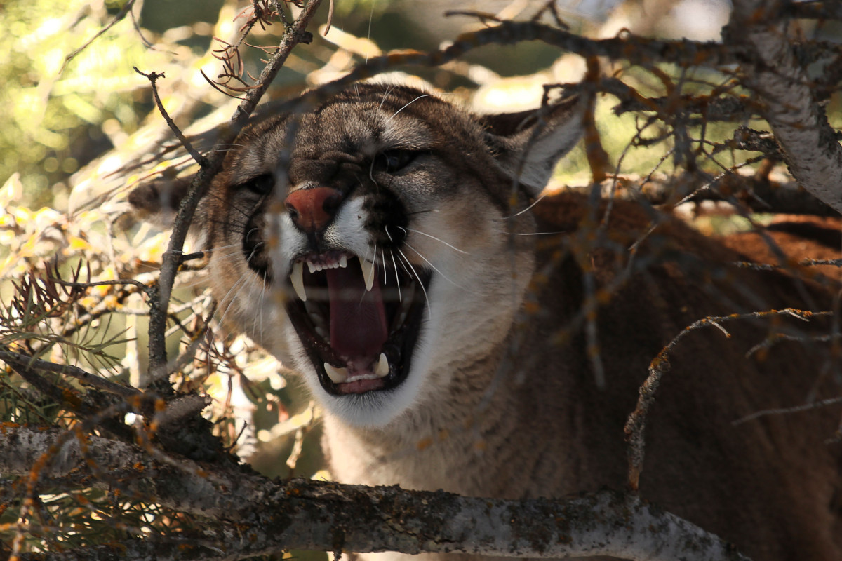 Mountain Lion Attack