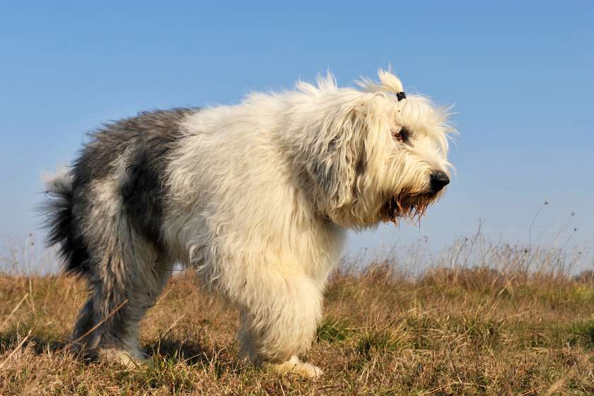 old English sheepdog