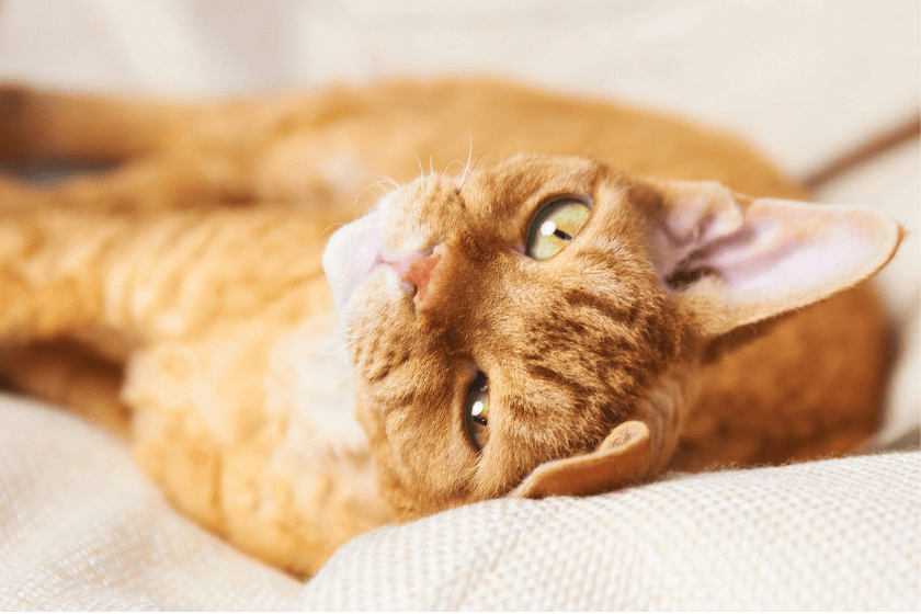 Cornish rex lays on its back 