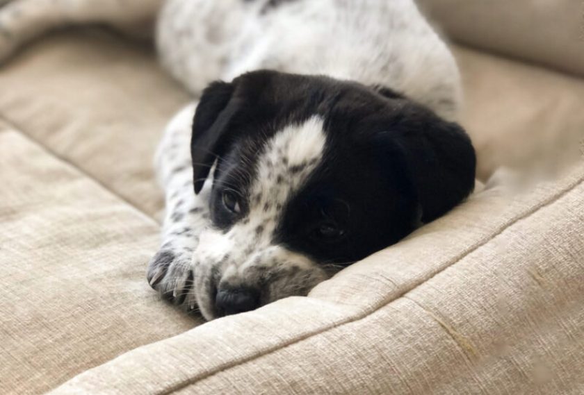 Cute black and white dotted puppy sleeping in dog bed