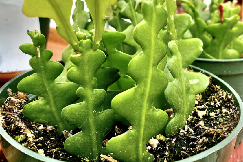 ric rac cactus plant