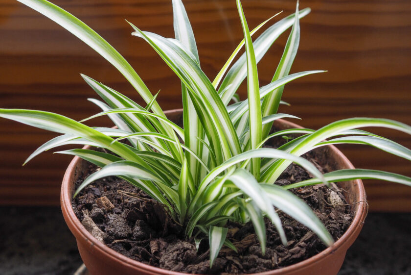 Chlorophytum comosum aka spider plant, airplane plant, St Bernard lily, spider ivy or ribbon plant