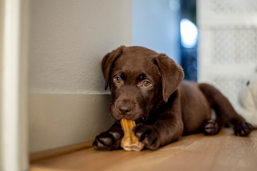 Cute labrador puppy, 10 weeks old