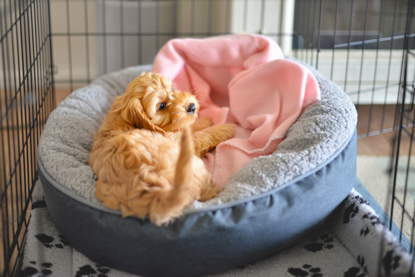 Puppy in crate