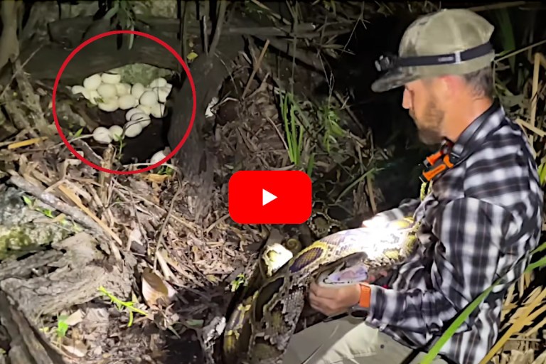 Florida Python Hunter Takes Out Mother Snake and 49 Eggs