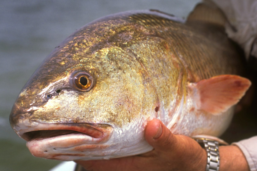 redfish