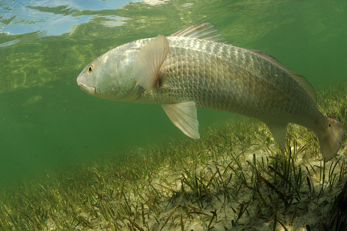 redfish