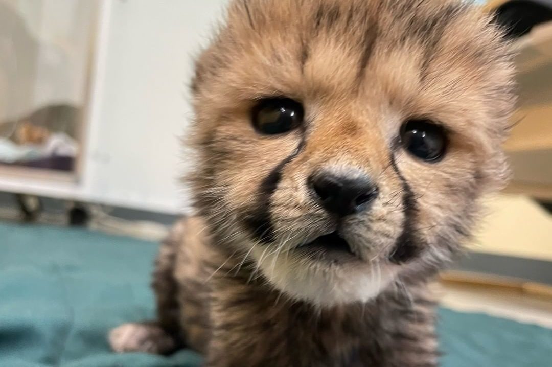 Cheeter Pets Puppies and Cheetahs Make the Most Adorable Best Friends