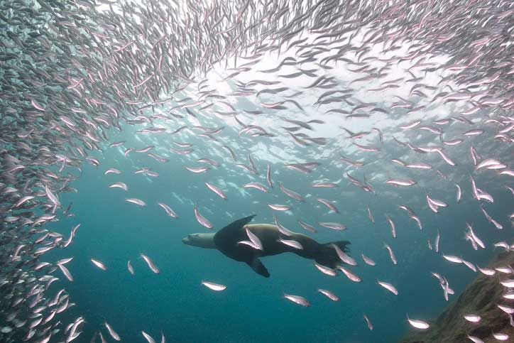 Sea lion swimming in a school of fish