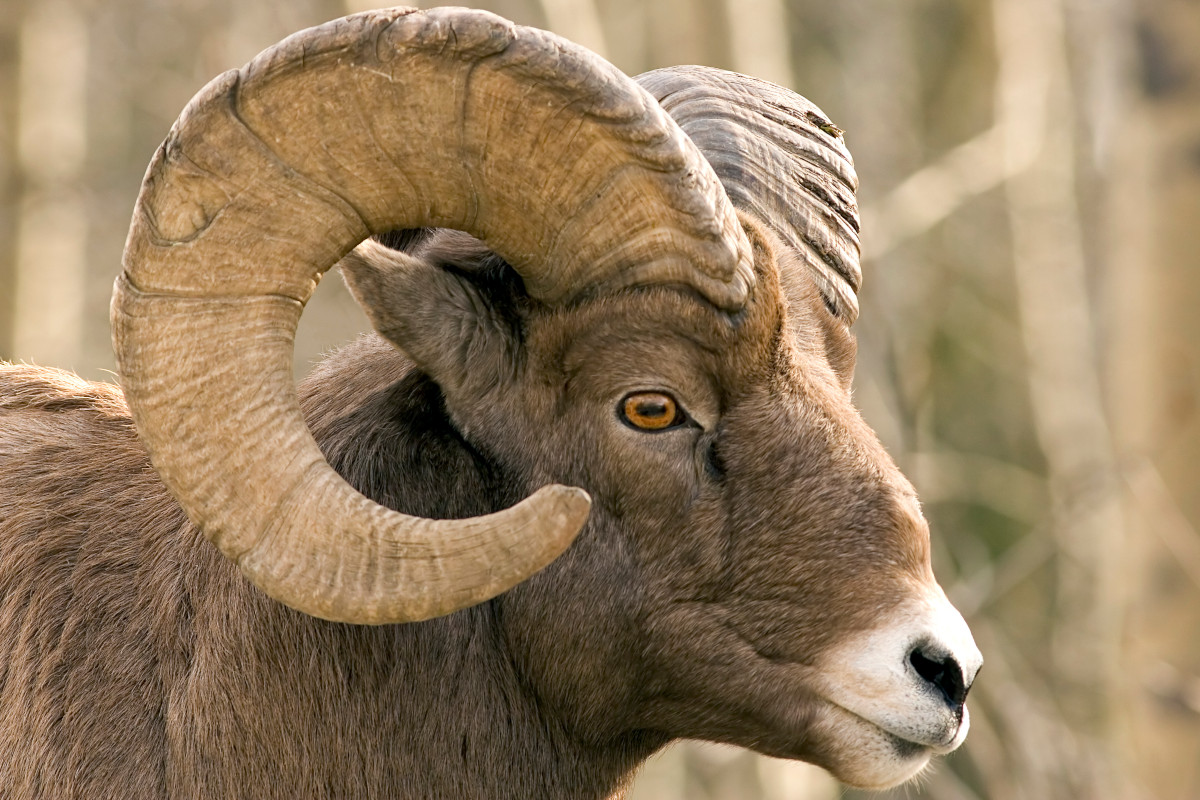 Sheep Hunting