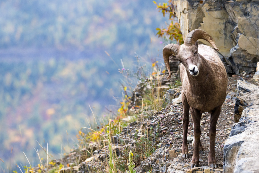 Sheep Hunting