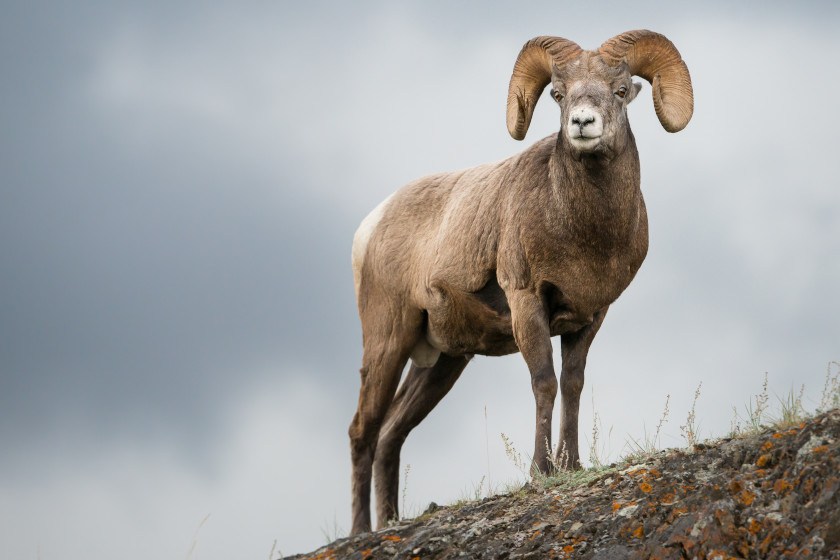 A bighorn sheep standing on a high ridge.