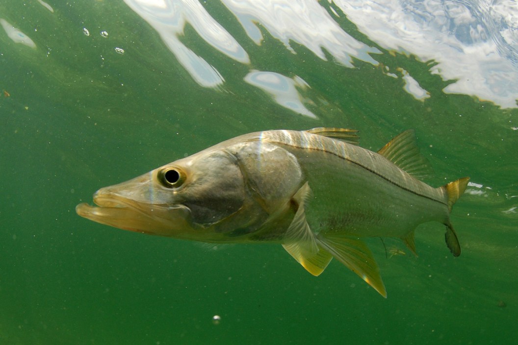 snook fishing