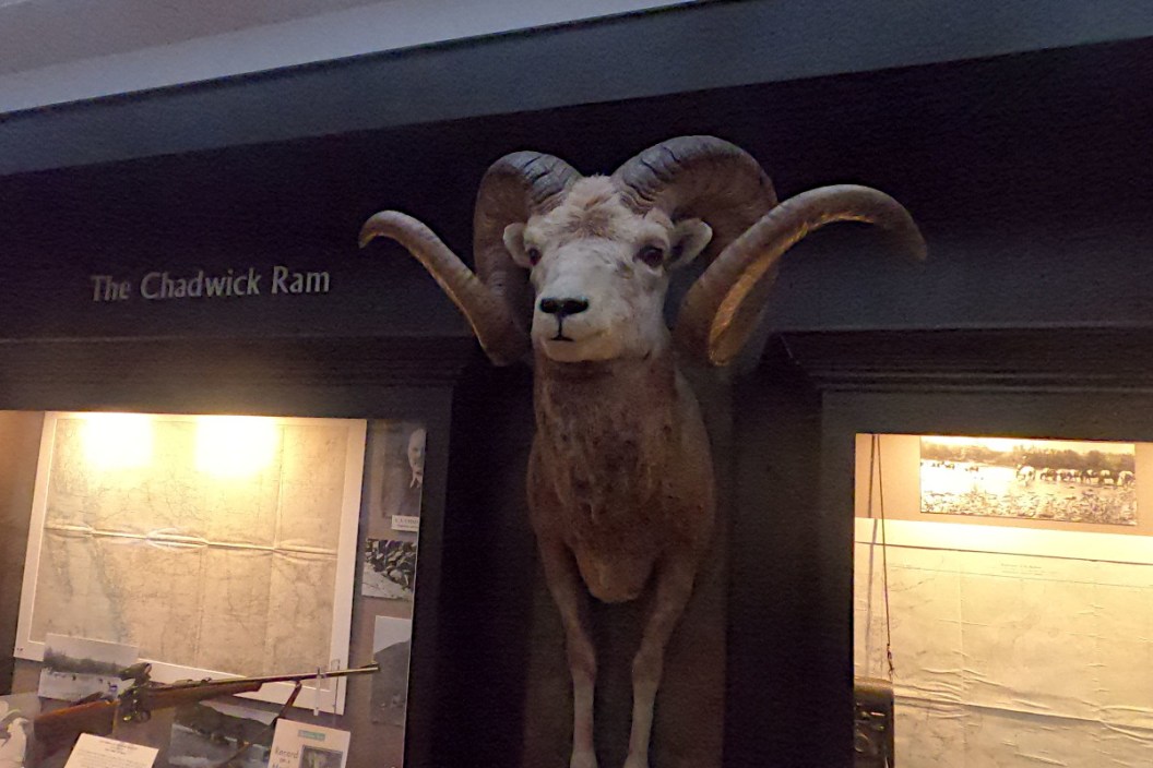 The Chadwick Ram