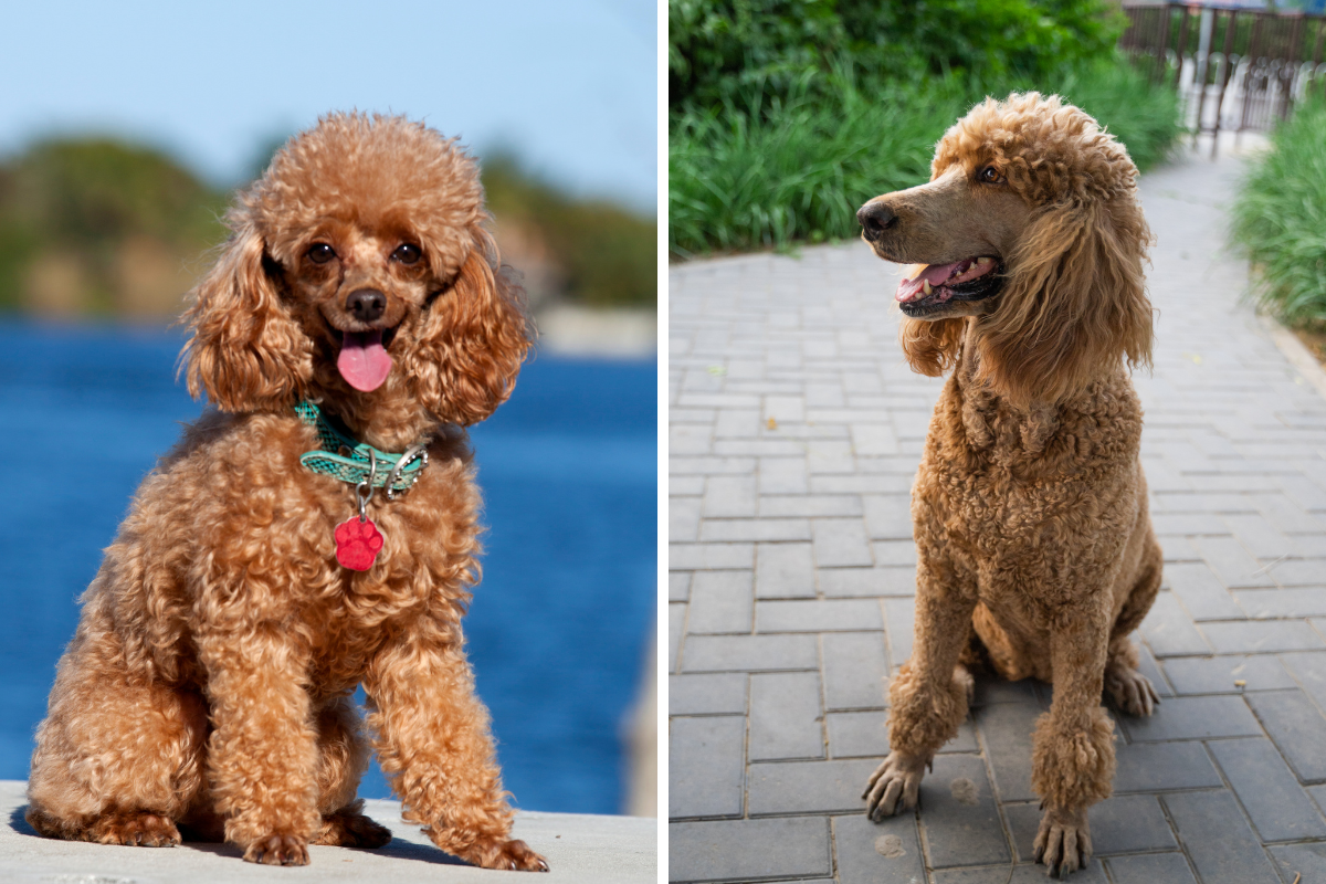 https://www.wideopenspaces.com/wp-content/uploads/sites/3/2022/06/toy-poodle-vs-mini-poodle.png?fit=1200%2C800