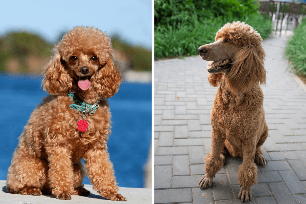 Small standard poodle 2024 size