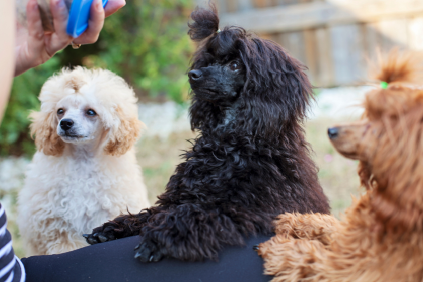 white, black and brown miniature poodles train
