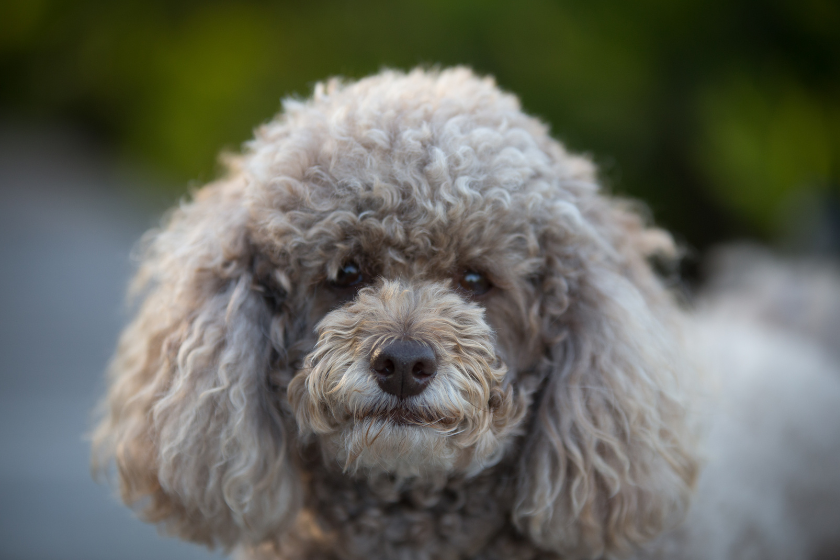 Silver miniature poodle