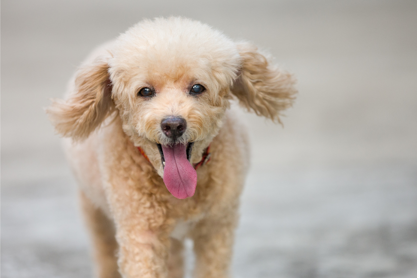 white poodle runs