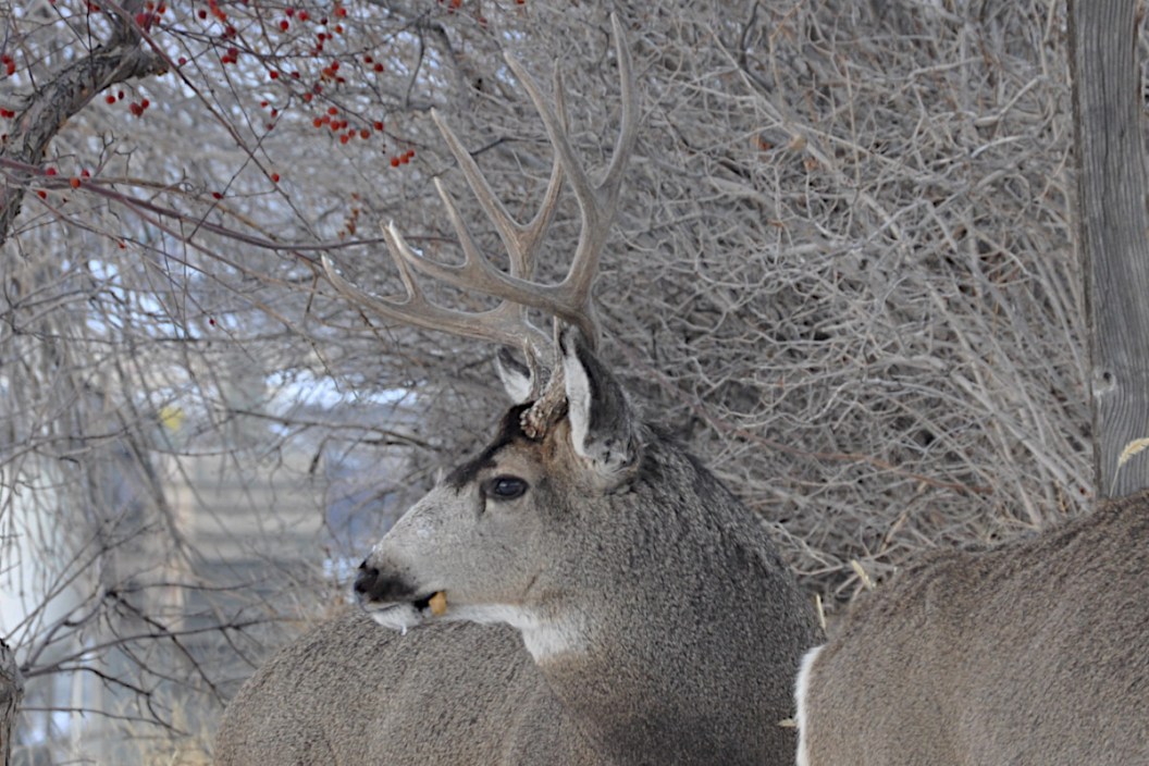 Wyoming Deer Hunting
