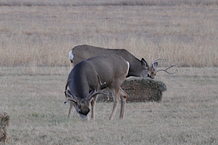 Wyoming Deer Hunting