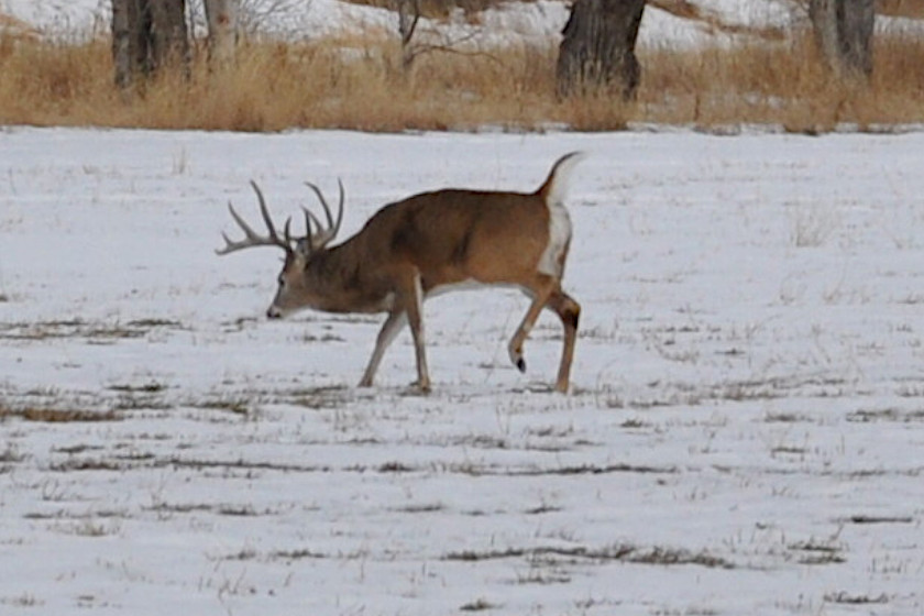 Wyoming Deer Hunting