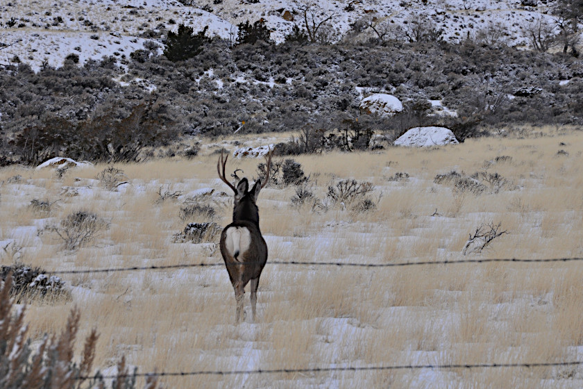 Wyoming Deer Hunting