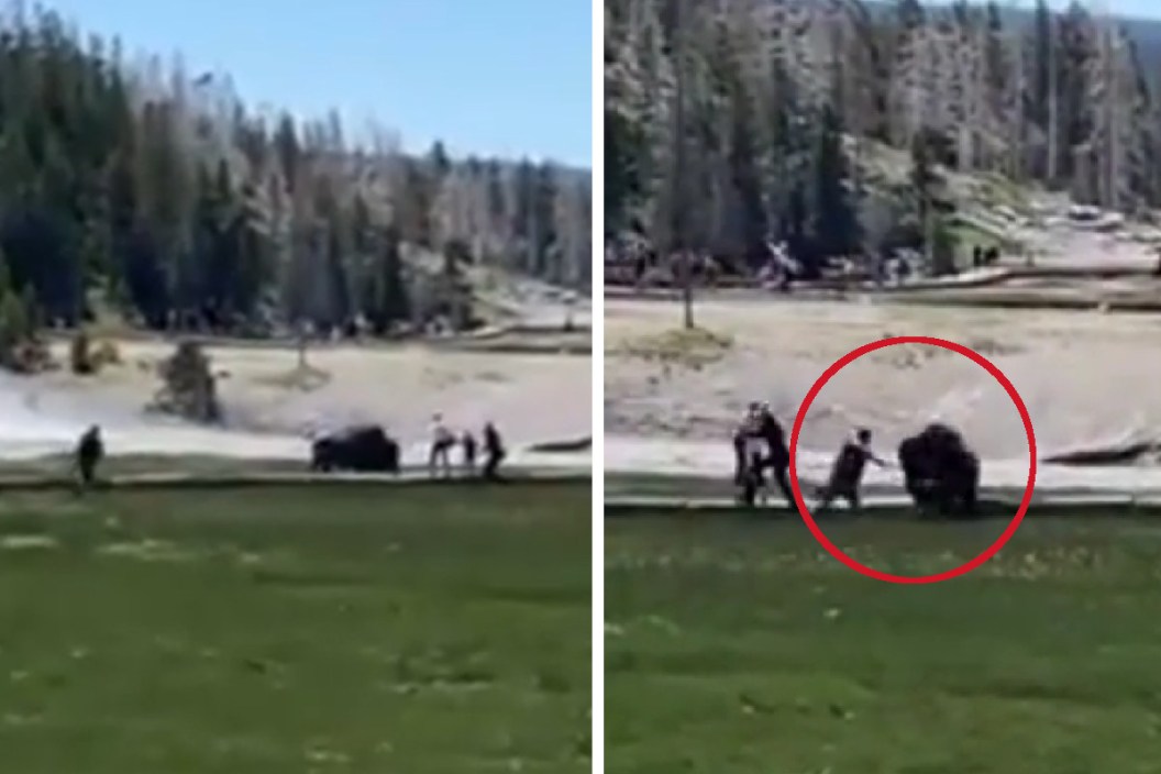 Yellowstone Bison Attack