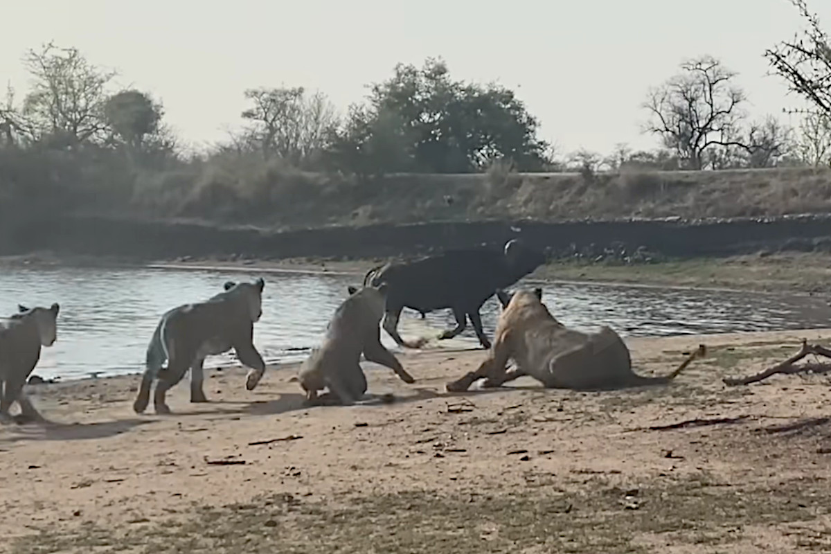 23 Lions vs Buffalo