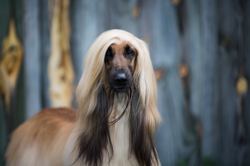 Afghan hound dog