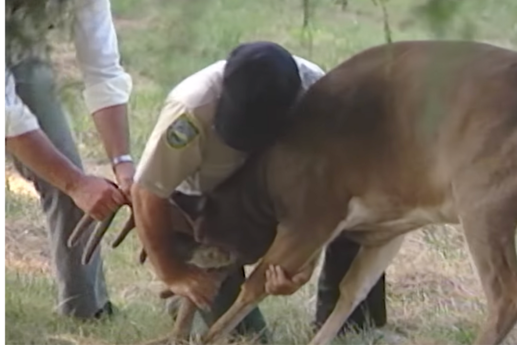 Deer attacks man during documentary