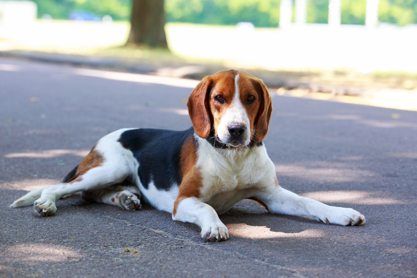 American foxhound lays on the ground