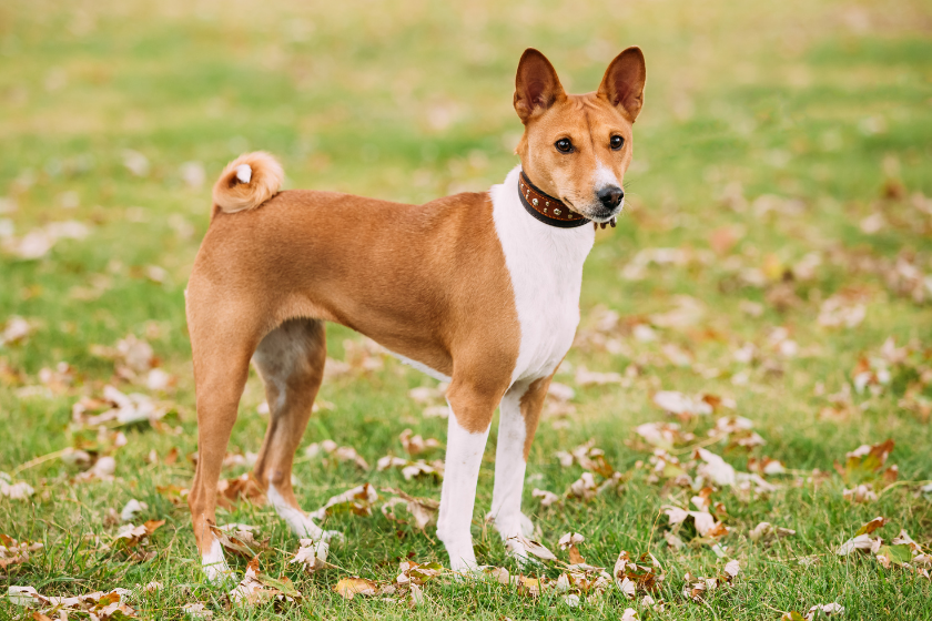 basenji hound dog stands in a field