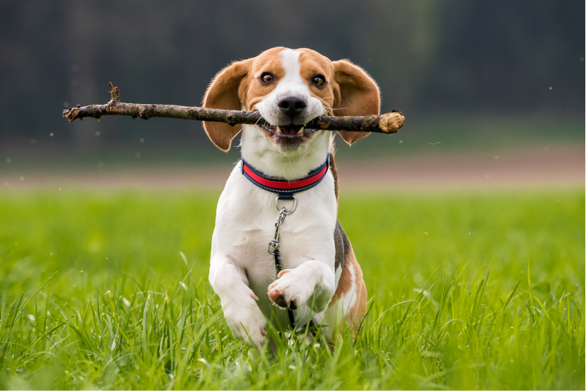 Beagle runs with a stick in their mouth