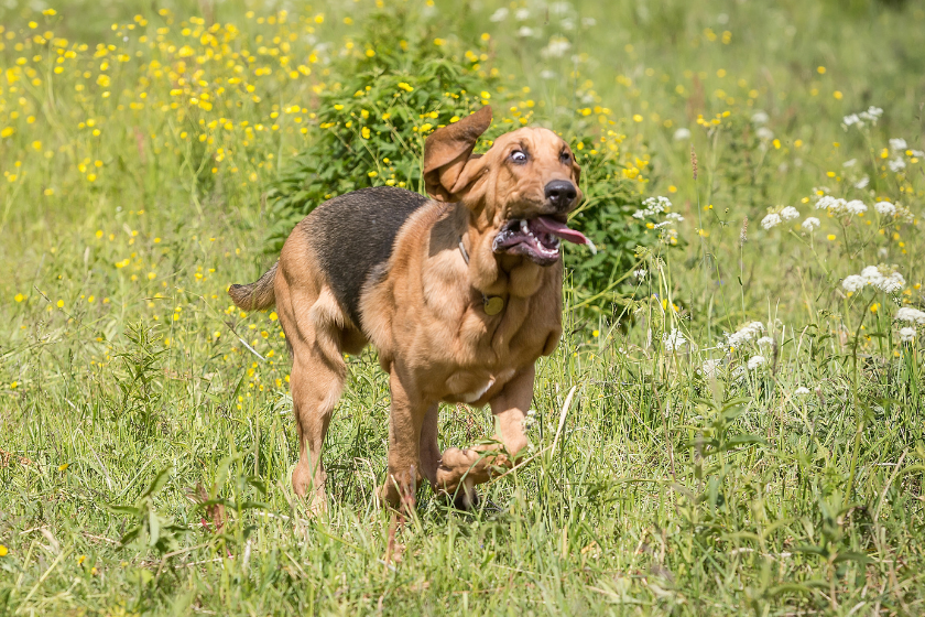 Bloodhound runs through a field