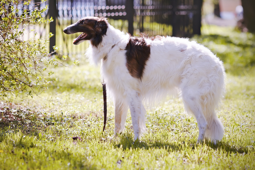 Borzoi hound dog stands with its leash on