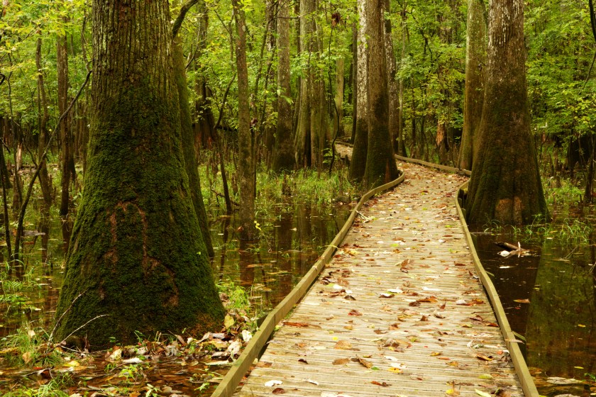 Boardwalk through the swamp at Congaree National Park, South Carolina.