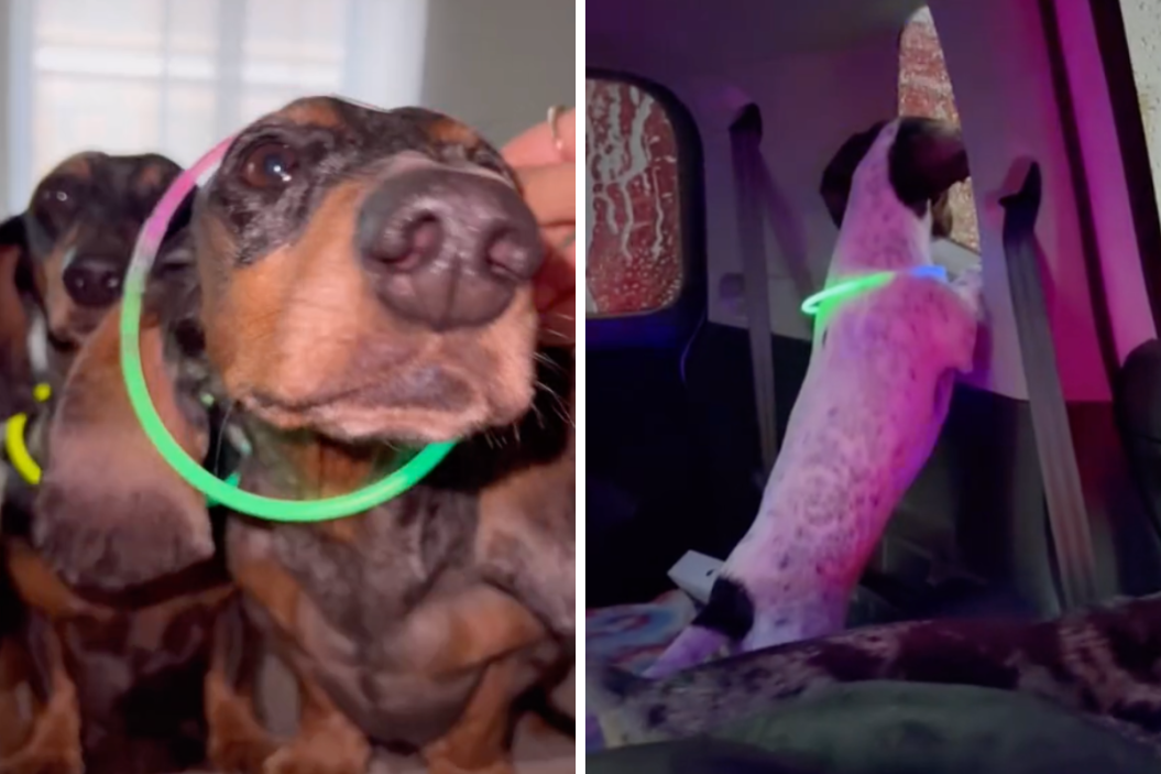 Vivid 8 Wiener Dogs Car Wash, Image in HD Vivid 8 Wiener Dogs Car Wash, Image in HD