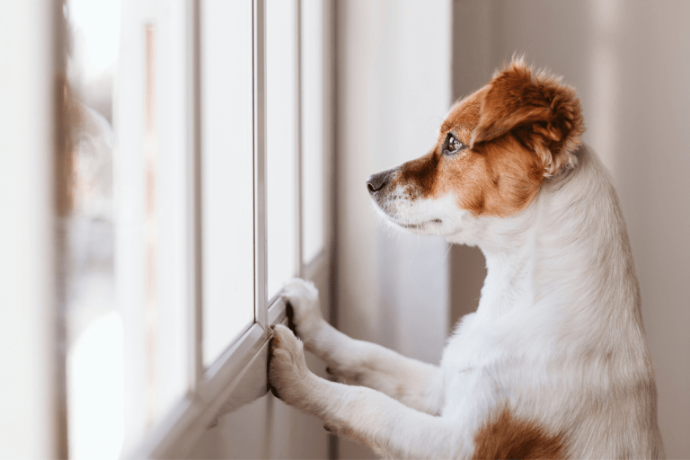 Separation Anxiety in Dogs 12 Breeds That Hate Being Alone