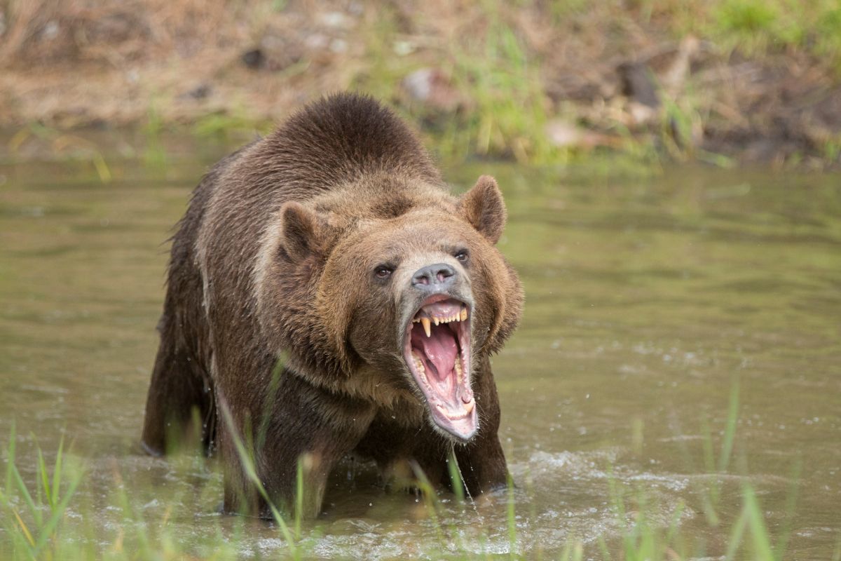 Grizzly bear in water growling, mouth open