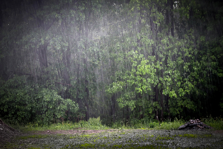 Downpour of rain at the entrance to our woods