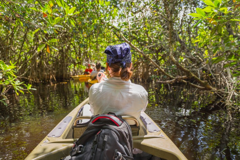 Tourist kayaking in mangrove forest in Everglades, Florida, USA