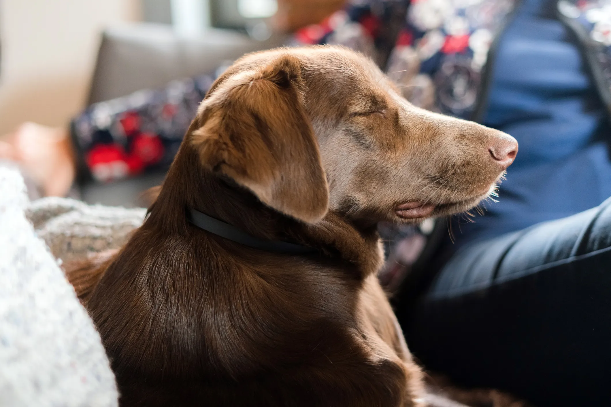 dog sleeping near owner