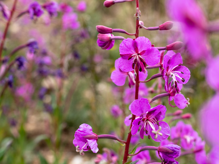 Wild Colorado Fireweed Flowers