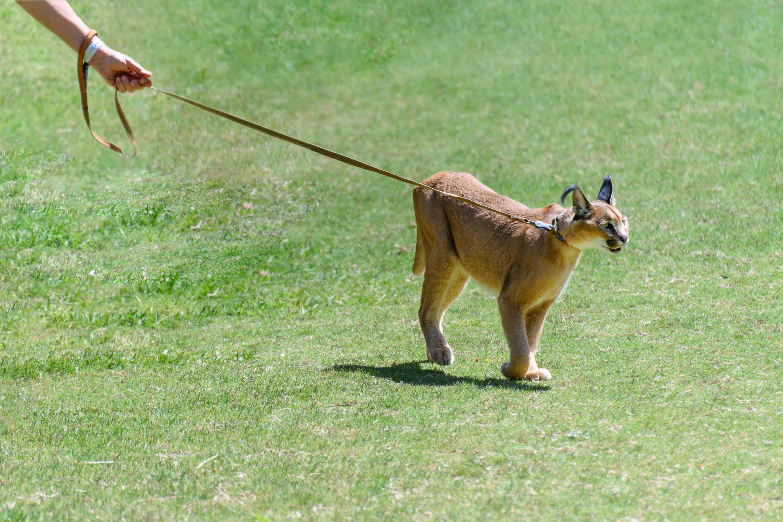 Caracals as Pets: Where They're Legal & How to Care for Them