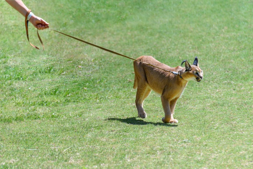 Exotic pet caracal on a leash.