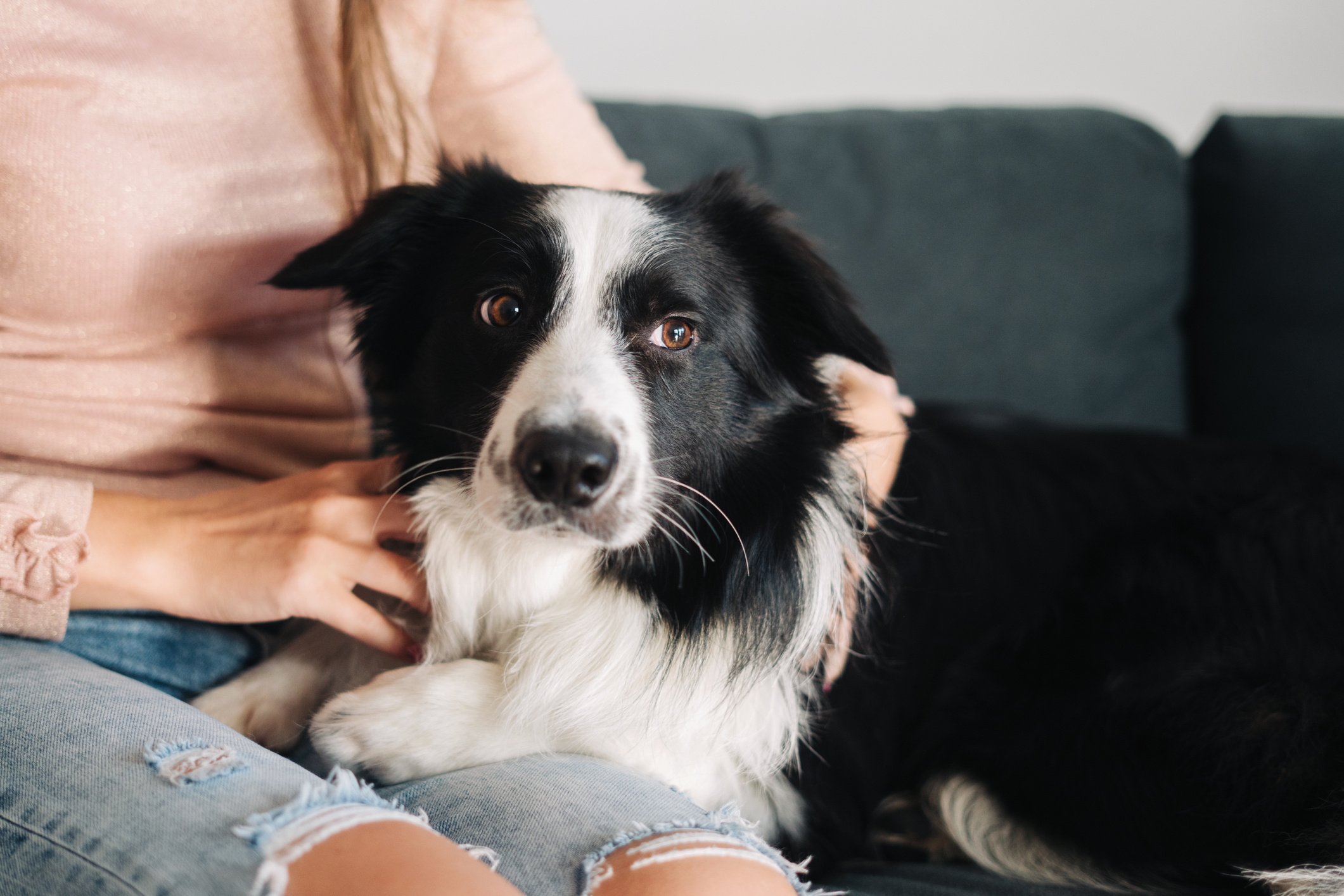 dog checking on owner