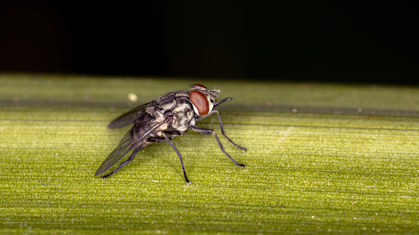 Stable Fly of the species Stomoxys calcitrans