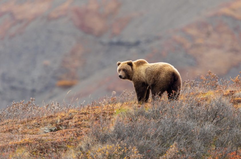 a grizzly bear in Denali National Park Alaska in autumn