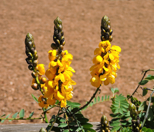 Close of yellow mullein herb flowers.